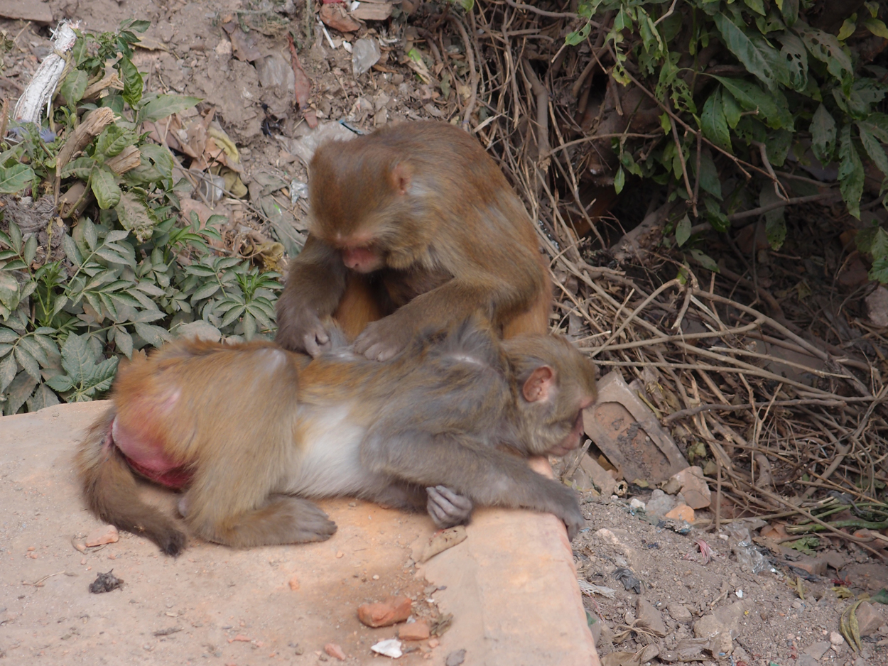 2018-01-14 13 Uhr - Am Tempel (Audio, Foto) 